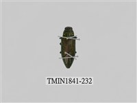 藏品(菲律賓產昆蟲)的圖片